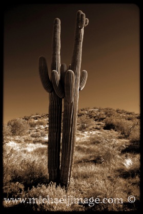 "the lovers"
mcdowell mountain preserve